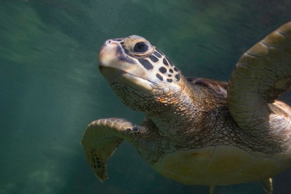 wildlife-nature-activities-zanzibar-sea-turtle