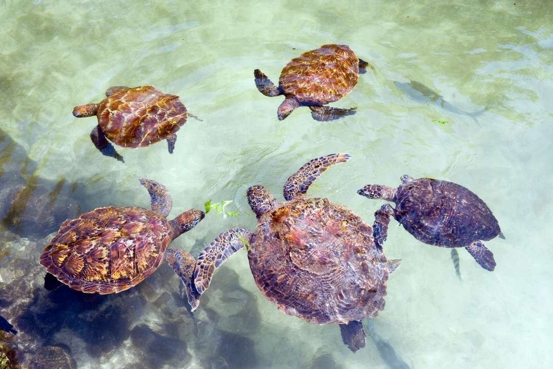 wildlife-nature-activities-zanzibar