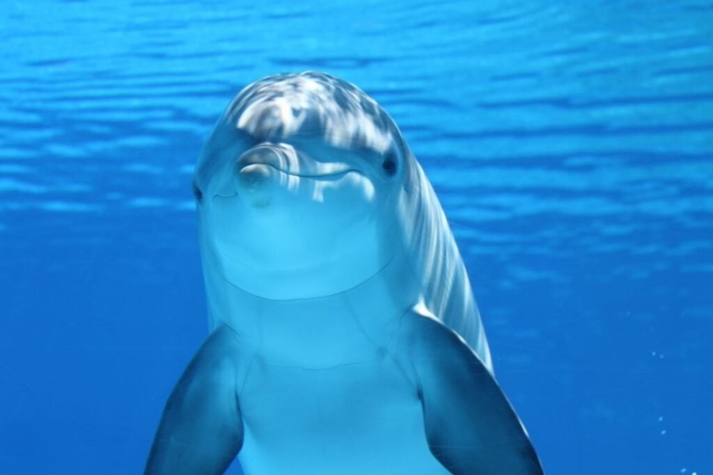 dolphin-tour-zanzibar-activity
