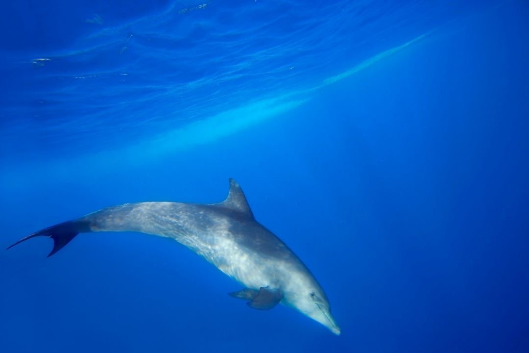 dolphin-tour-zanzibar